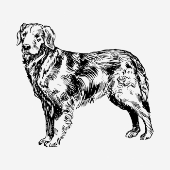 Golden retriever dog drawing, hand | Free Photo - rawpixel
