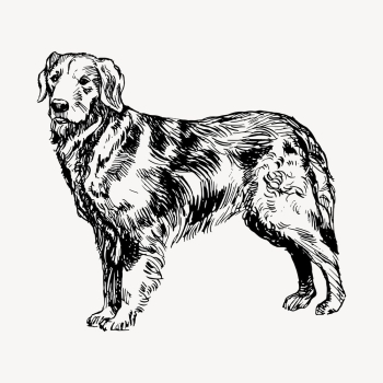 Golden retriever dog drawing, hand | Free Vector - rawpixel Golden retriever dog drawing, hand | Free Vector - rawpixel