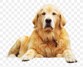 Golden retriever dog png sticker, | Free PNG - rawpixel Golden retriever dog png sticker, | Free PNG - rawpixel