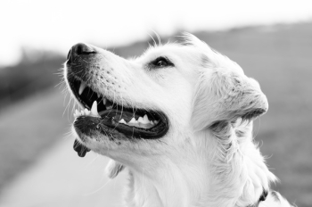 Golden Retriever Greyscale Photography Golden Retriever Greyscale Photography