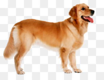 Golden Retriever Labrador Retriever German Shepherd Puppy Pet - Pet dog 