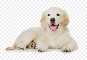 Golden Retriever Labrador Retriever Maltese dog Poodle German Shepherd -  