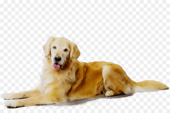 Golden Retriever Labrador Retriever Puppy Dog breed Companion dog -  
