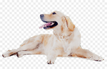 Golden Retriever Labrador Retriever Puppy Dog breed Companion dog -  