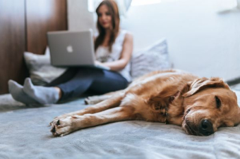 Golden Retriever lying on bed Golden Retriever lying on bed