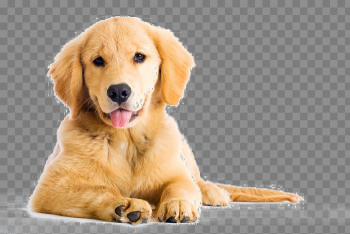 Golden Retriever PNG Image Golden Retriever PNG Image