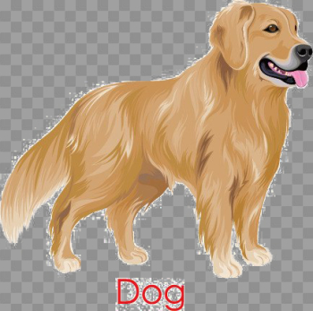 Golden Retriever PNG Image Background Golden Retriever PNG Image Background