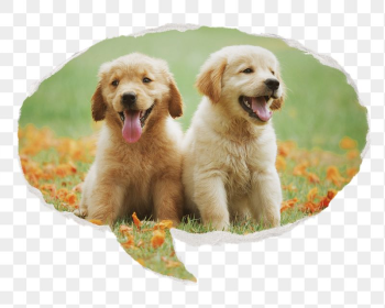 Golden Retriever png pet puppies | Free PNG - rawpixel