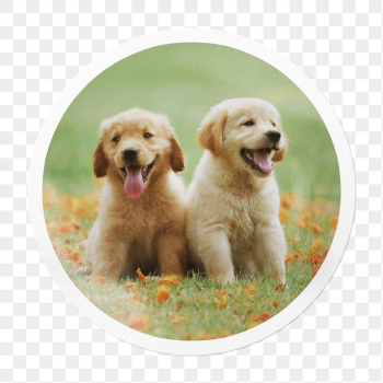 Golden Retriever png puppies sticker, | Free PNG - rawpixel