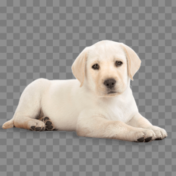 Golden Retriever PNG Transparent Image Golden Retriever PNG Transparent Image
