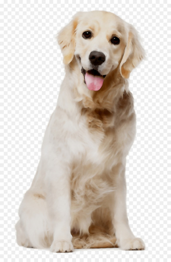 Golden Retriever Puppy English Cocker Spaniel Cat Poodle - Golden Retriever Puppy English Cocker Spaniel Cat Poodle -