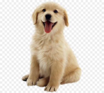 Golden Retriever Puppy Pet Clip art - Dog Png 10 