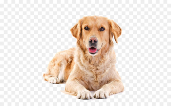 Golden Retriever Puppy Pet sitting Cat - Pet dog golden hair Golden Retriever Puppy Pet sitting Cat - Pet dog golden hair