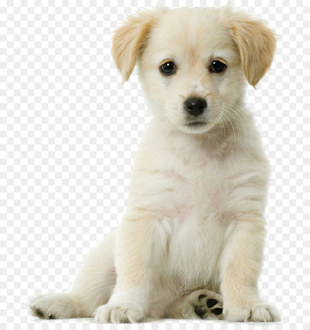 Golden Retriever Siberian Husky Puppy Cuteness Pet - Pet dog Golden Retriever Siberian Husky Puppy Cuteness Pet - Pet dog