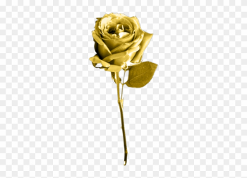 Golden Rose Png Image Background - Golden Rose Transparent Background