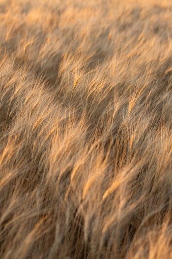 Golden Wheat Field at Sunset Golden Wheat Field at Sunset