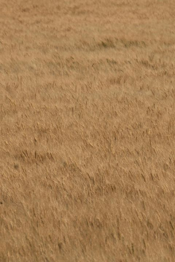 Golden Wheat Field Texture Golden Wheat Field Texture