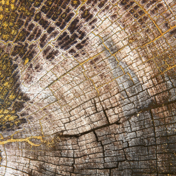 Golden wood texture | Free photo - 2252069 Golden wood texture | Free photo - 2252069