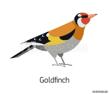 Goldfinch isolated on white background Goldfinch isolated on white background