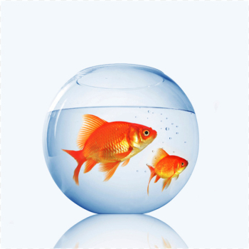 Goldfish Aquarium Fishkeeping Pet Shop - goldfish Goldfish Aquarium Fishkeeping Pet Shop - goldfish