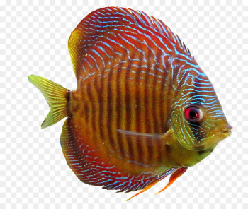 Goldfish Aquarium Ornamental fish - goldfish Goldfish Aquarium Ornamental fish - goldfish