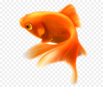 Goldfish Aquarium Tropical fish - Fish PNG 
