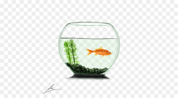 Goldfish Bowl Aquarium - goldfish 
