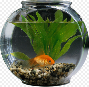 Goldfish Cat Aquarium Pet - Aquarium Goldfish Cat Aquarium Pet - Aquarium