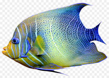 Goldfish Chaetodon Angelfish Clip art - Fishing Goldfish Chaetodon Angelfish Clip art - Fishing
