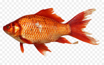 Goldfish Clip art - fish background Goldfish Clip art - fish background