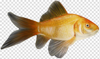 Goldfish Feeder fish Animal, fish transparent background PNG clipart Goldfish Feeder fish Animal, fish transparent background PNG clipart