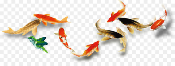 Goldfish - Fish,Fish Goldfish - Fish,Fish