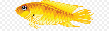 Goldfish Iridescent shark - Gold Fish Png Image Goldfish Iridescent shark - Gold Fish Png Image