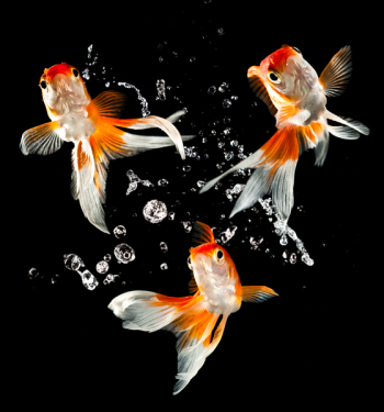 goldfish isolated on a dark black background