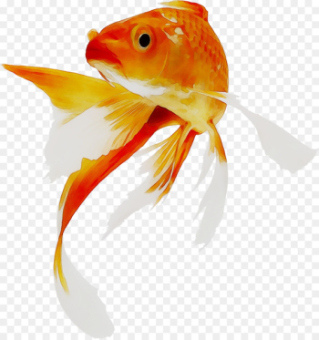 Goldfish Koi Aquarium System -  