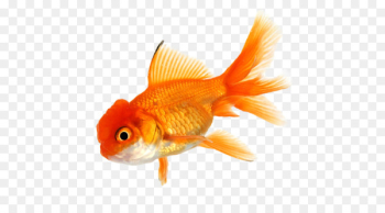 Goldfish Koi Aquarium Tropical fish - fish Goldfish Koi Aquarium Tropical fish - fish