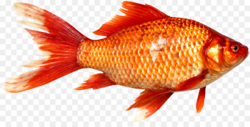 Goldfish Prussian carp Fish as food - Fish Goldfish Prussian carp Fish as food - Fish