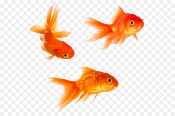 Goldfish Stock photography Royalty-free - goldfish Goldfish Stock photography Royalty-free - goldfish