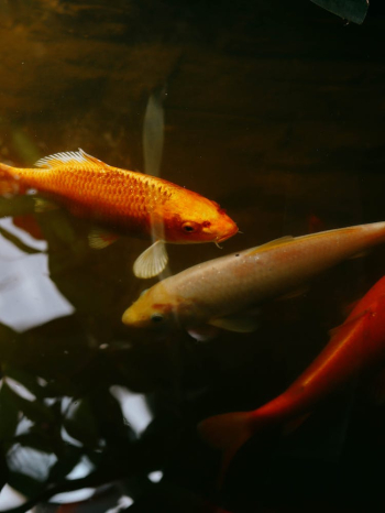Goldfishes Swimming in an Aquarium