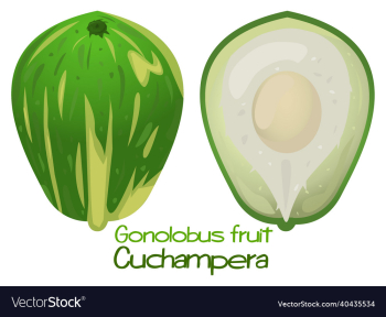 gonolobus fruit cuchampera gonolobus fruit cuchampera