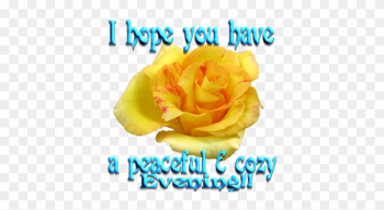 Good Evening Wishes For Facebook And Whatsapp - Good Evening Image With Yellow Rose