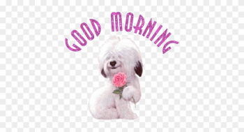 Good Morning Joyous Sunday - Good Morning Cute Rose Good Morning Joyous Sunday - Good Morning Cute Rose