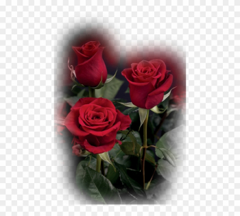 Google - New For U Pink Rose Gif