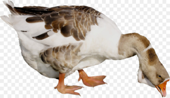 Goose Domestic animal Fauna Riddle Feather -  