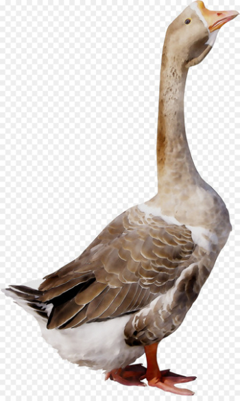 Goose Duck Bird Grey Geese Poultry - Goose Duck Bird Grey Geese Poultry -