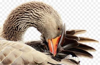 Goose, Duck, Mallard, Bird, Beak PNG Goose, Duck, Mallard, Bird, Beak PNG