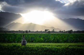 Goose On Grass Goose On Grass