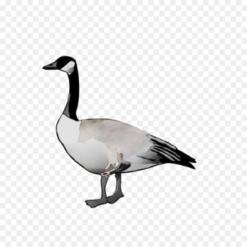 Goose Seaducks Fauna Feather - Goose Seaducks Fauna Feather -