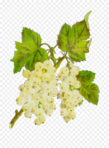 Gooseberry Grape leaves - Gooseberry Grape leaves -