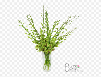 Gorgeous Green Dendrobium Orchids Are Exotic And Beautiful - Wedding Gorgeous Green Dendrobium Orchids Are Exotic And Beautiful - Wedding